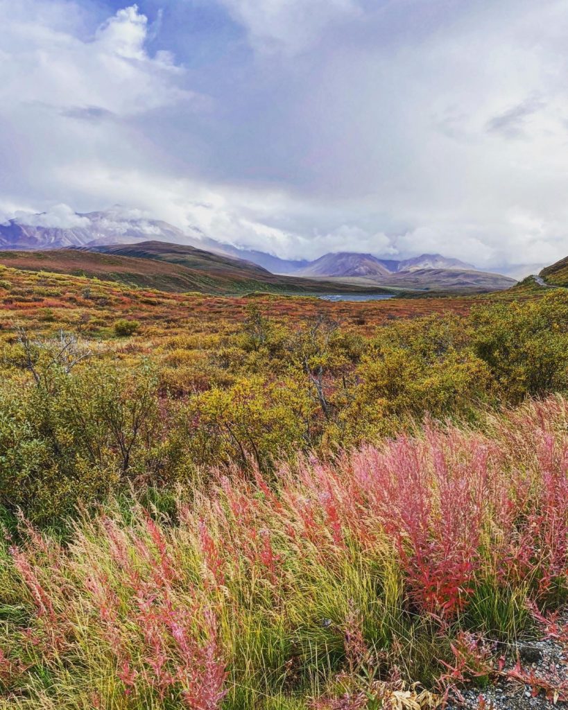 【Traveling Tips】 The Beautiful Nature at Denali National Park in Alaska